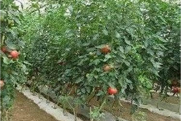 大棚草莓施肥方案,什么时候施肥