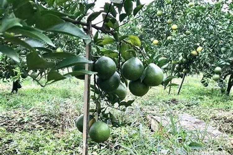 钙镁磷肥的作用及功能(钙镁磷肥怎么施用效果好)