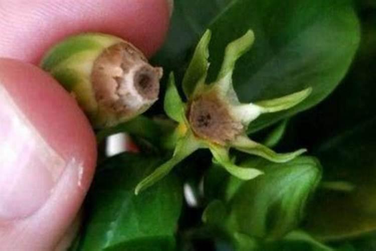 催花苞应该用什么肥料
