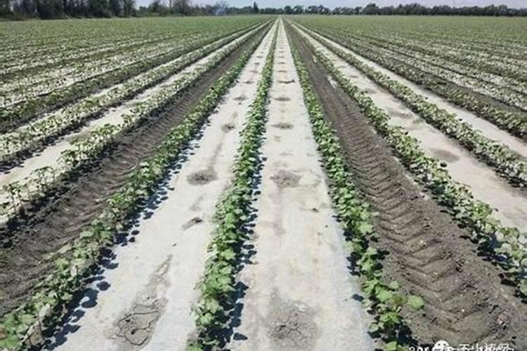 夏天棉花施肥用什么方法和时间如何安排 夏天棉花施肥方法和时间
