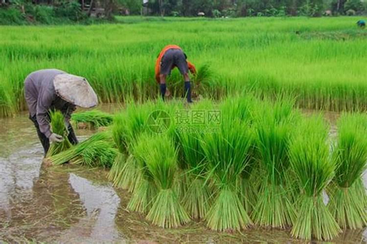 嘧草醚(必利必能)有什么特点？如何在水稻田使用？
