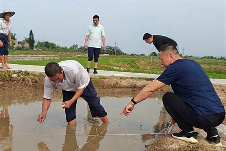 泸州农业合作社有机肥怎么买