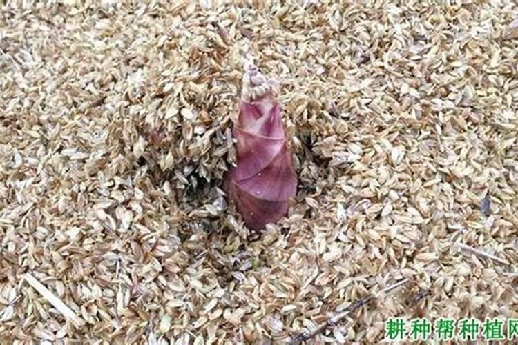 雷竹笋用什么肥料会变粗