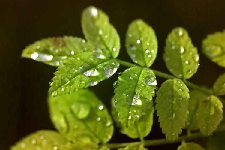 小树苗打完叶面肥20个小时后浇水可以不？