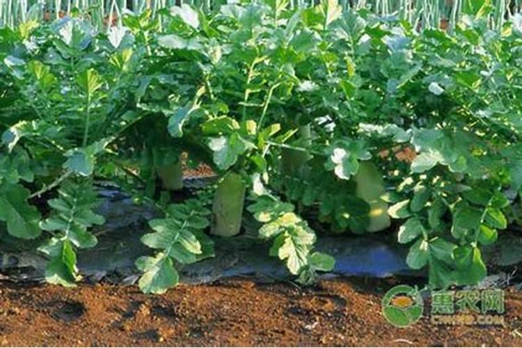 不同蔬菜如何选择叶面肥,不同蔬菜叶面肥的选择方法？