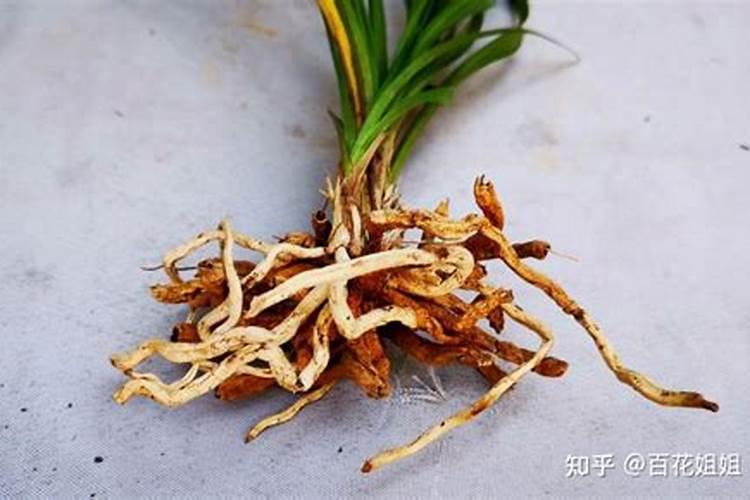 兰花烂根如何进行挽救