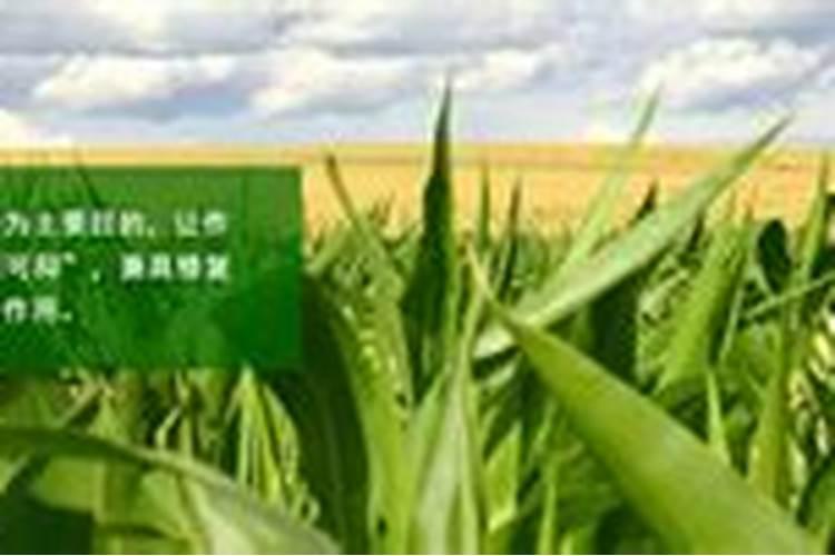 胡椒木和清香木哪个好养
