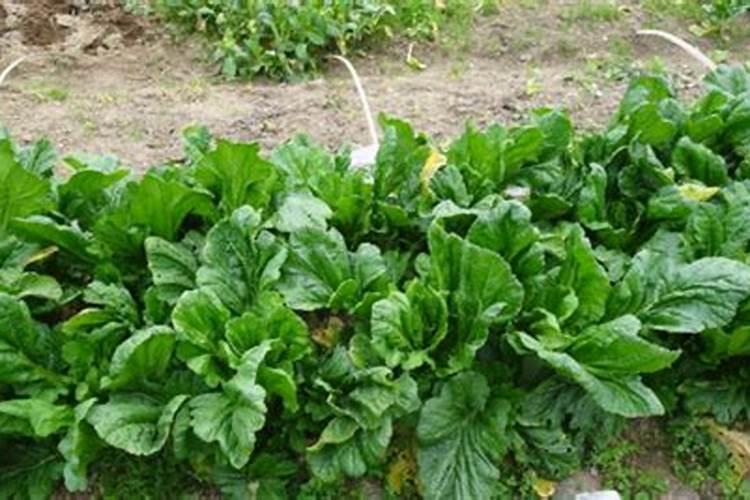 蔬菜种植缺硼有什么症状？如何正确补硼？