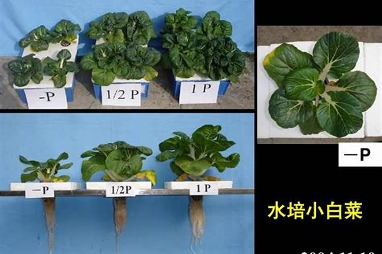 磷肥氮肥钾肥各使用于哪些植物？？