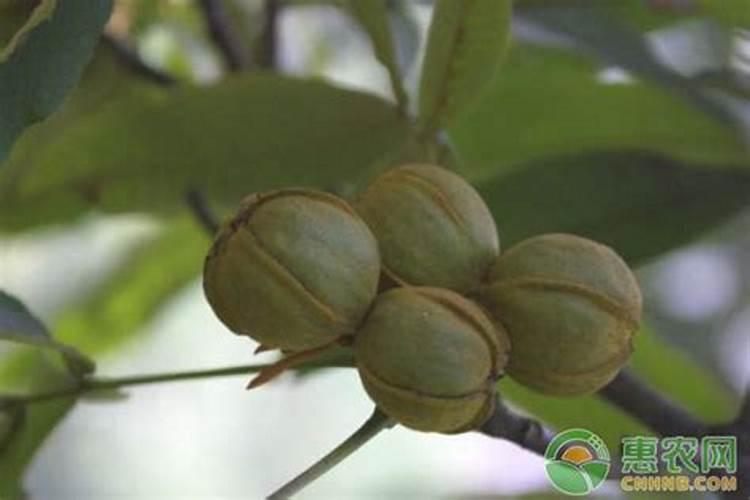 核桃树什么时候施肥