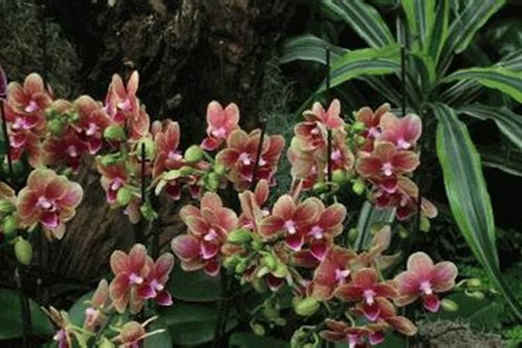 蝴蝶兰用什么肥,磷钾肥可促进花芽形成