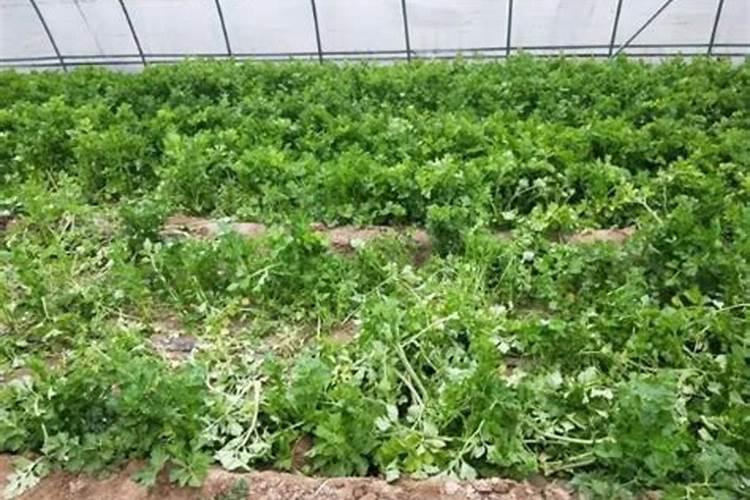 芸苔素对芹菜的使用技巧