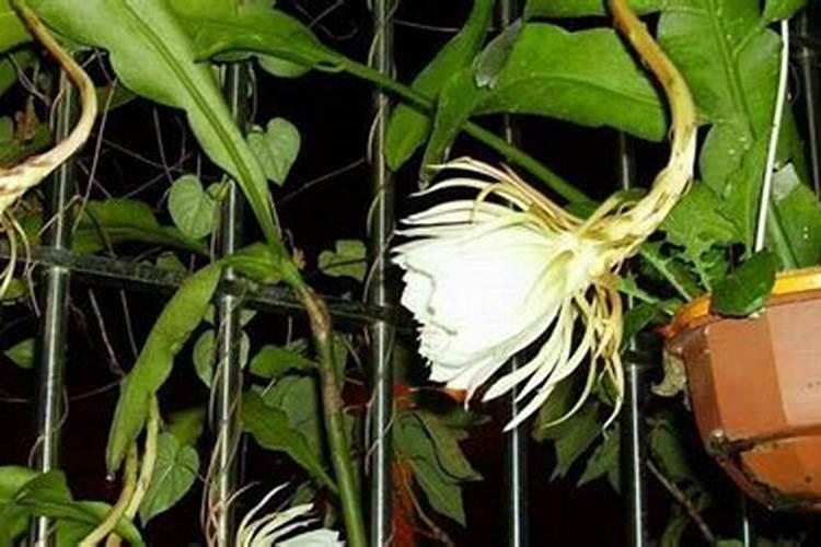 昙花施肥用什么肥料,长花蕾的时候可以施肥吗