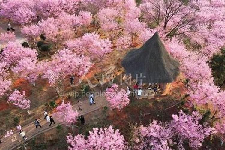 樱花怎么施肥 樱花如何施肥