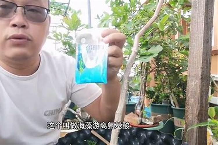 葡萄喂硅肥了还用喂钙肥吗