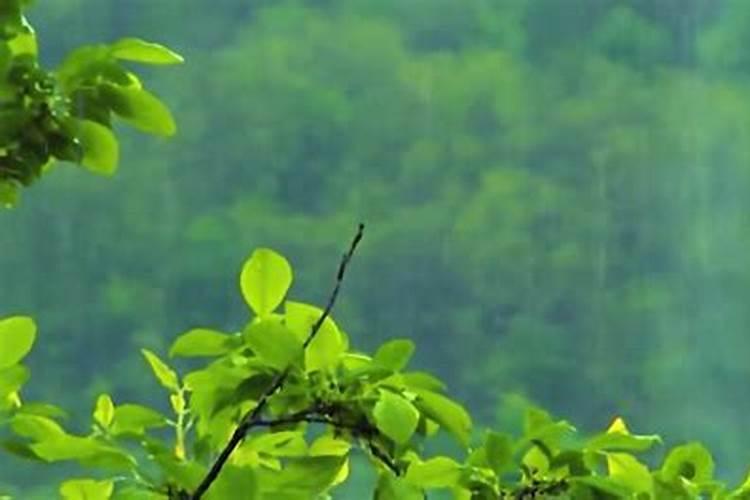 叶面施硼肥后4小时后下雨有影响吗？