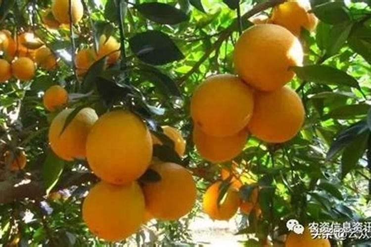 脐橙冻伤后怎么处理