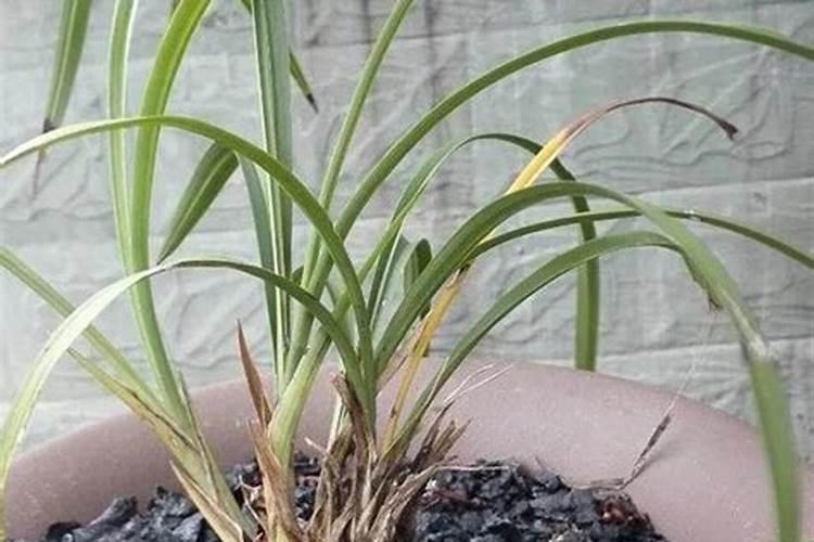 兰花的种植方法