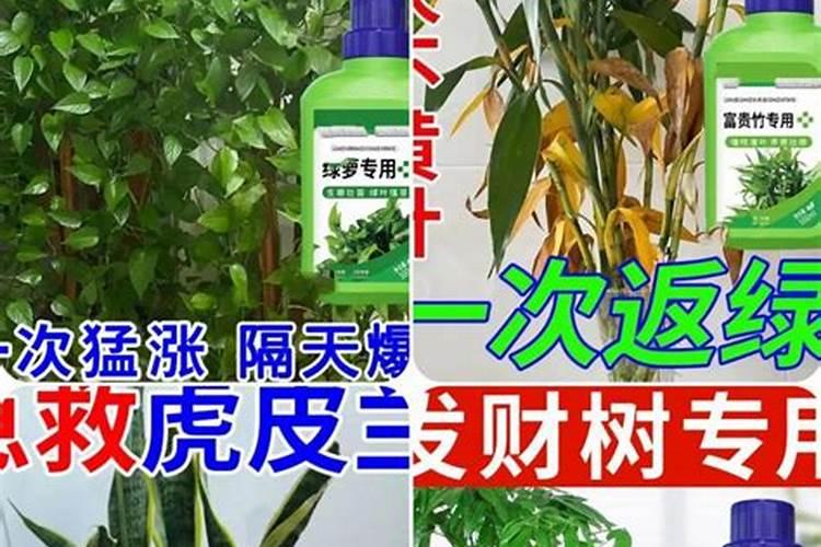 绿萝专用肥能给其他植物用吗？