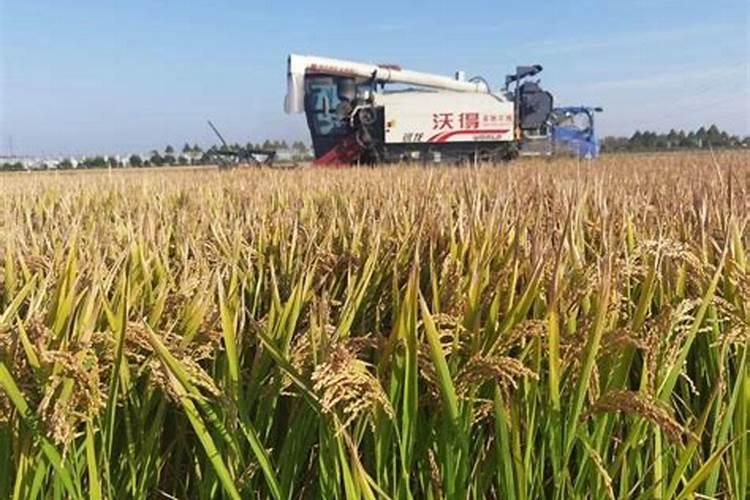 如何用发酵淘米水等自制花肥