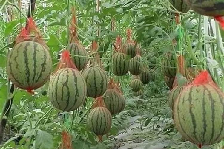 高塔硝基系列复合肥的特点？