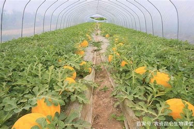 景德镇适合养什么花,市花和市树都有哪些？