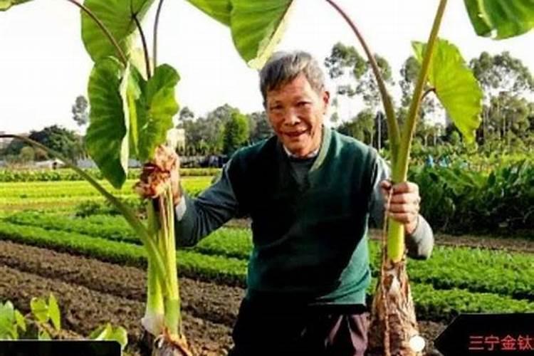 芋头追肥用什么肥料好