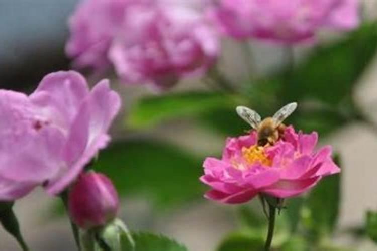 蔷薇花施什么肥最好