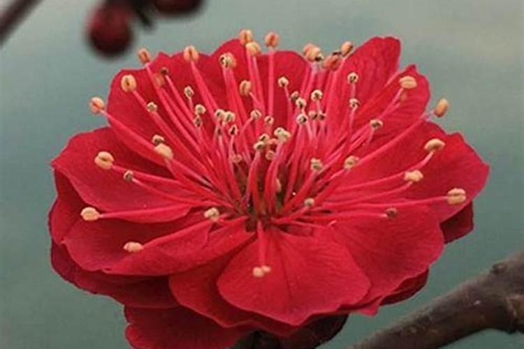 秋季盆栽梅花施什么肥料 梅花施什么肥好