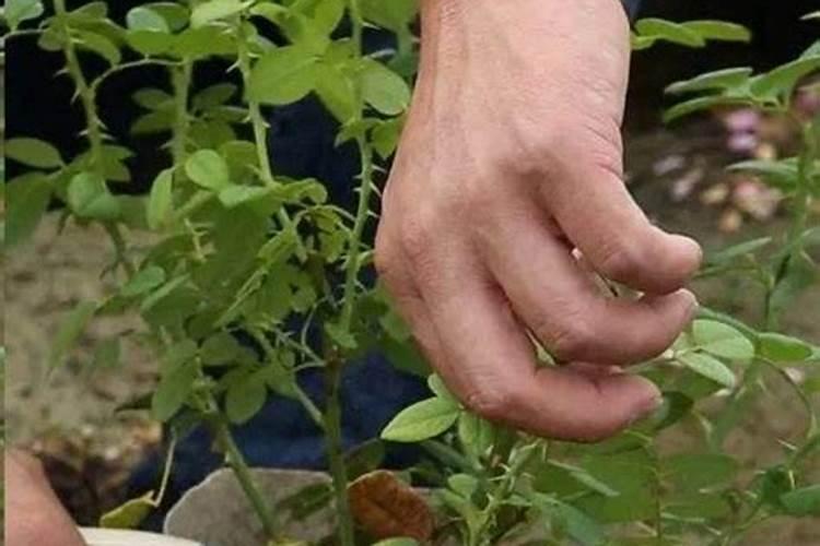 月季花的施肥方法 月季花如何施肥