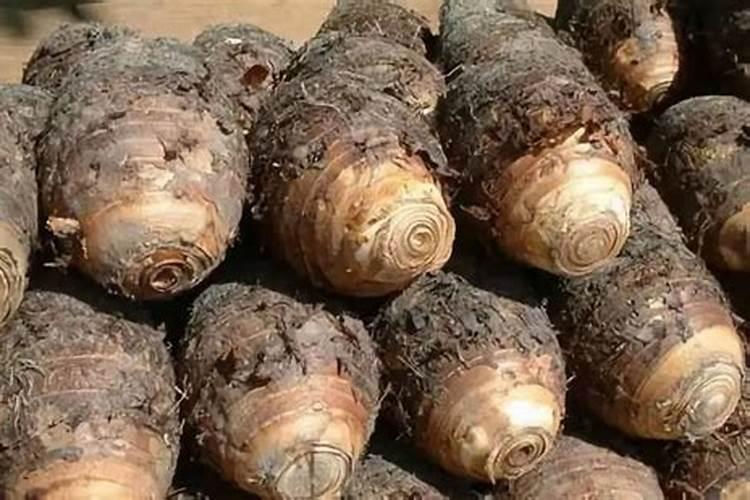 种植槟榔芋用什么化肥好