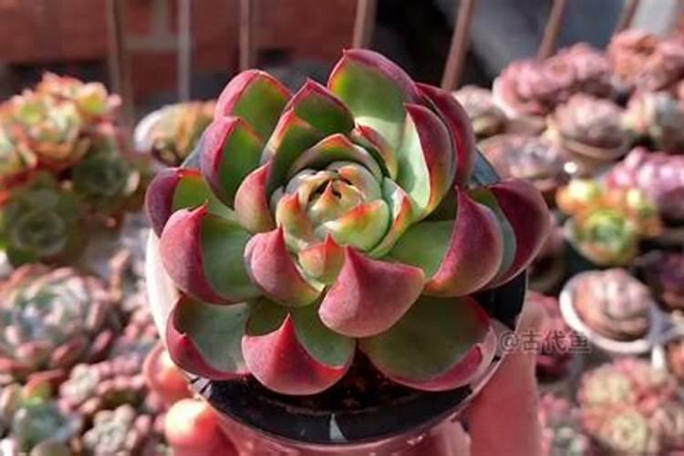 盆栽多肉植物施什么肥 该如何施肥