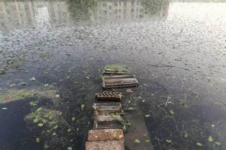 鱼塘水发黑怎么才能让水变清 发黑是什么原因
