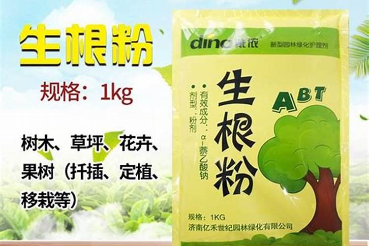 蝴蝶兰能不能用丹霞石种植？