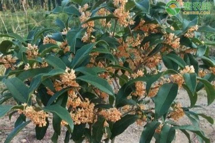 桂花树施肥用什么肥料