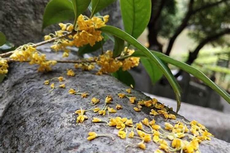 桂花树喜肥吗 喜欢施什么肥料