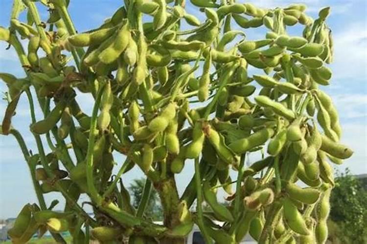 种毛豆到底要不要施肥 施什么肥好