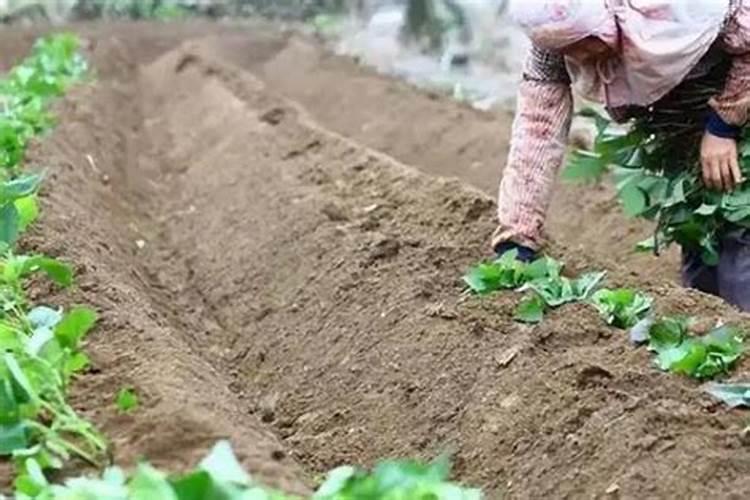 种红薯如何使用钾肥