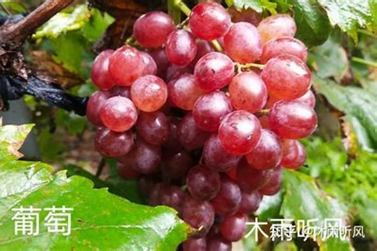 葡萄挂果后如何施肥