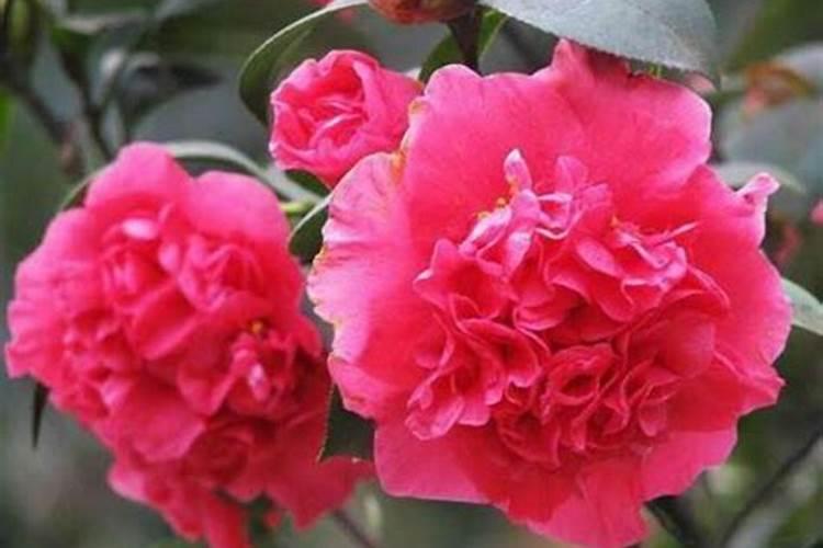 山茶花为什么总干枯