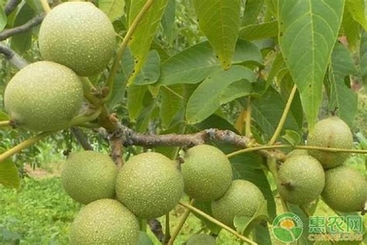 核桃用什么肥料