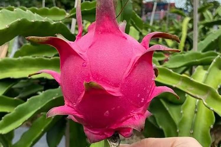 火龙果是怎么种植的