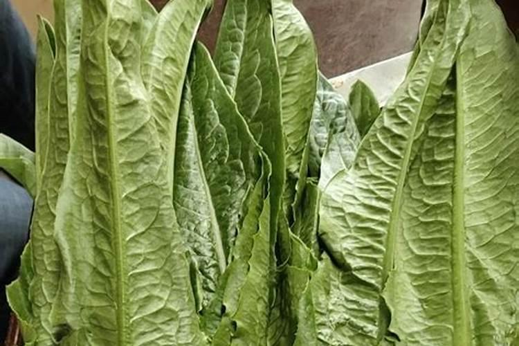 油唛菜怎么种植不爱抽台？