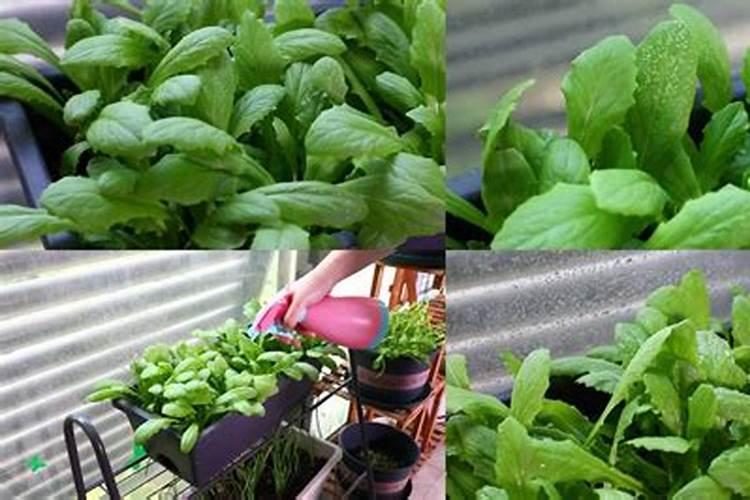 种菜用什么肥最好