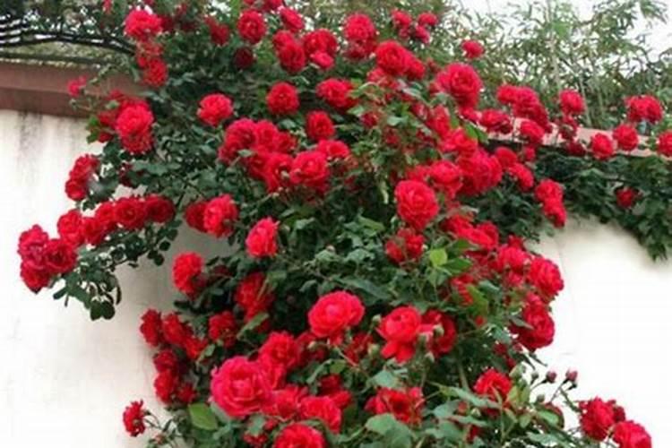 月季花会掉叶子吗(月季花掉叶子原因及养护技巧解析)