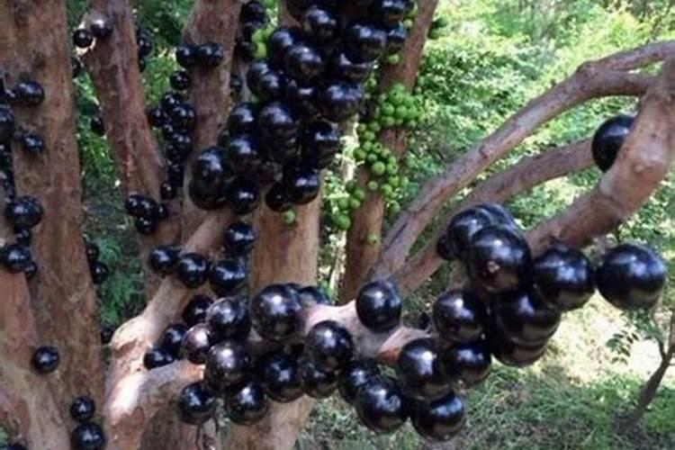 葡萄开花期可以喷施硼与磷酸二氢钾吗？