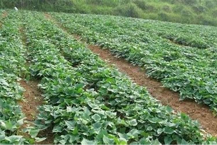 红薯啥时上草木灰 如何使用效果好