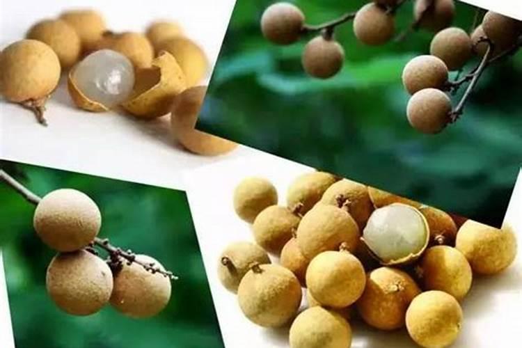龙眼树养树时候用什么肥对后期催花容易？