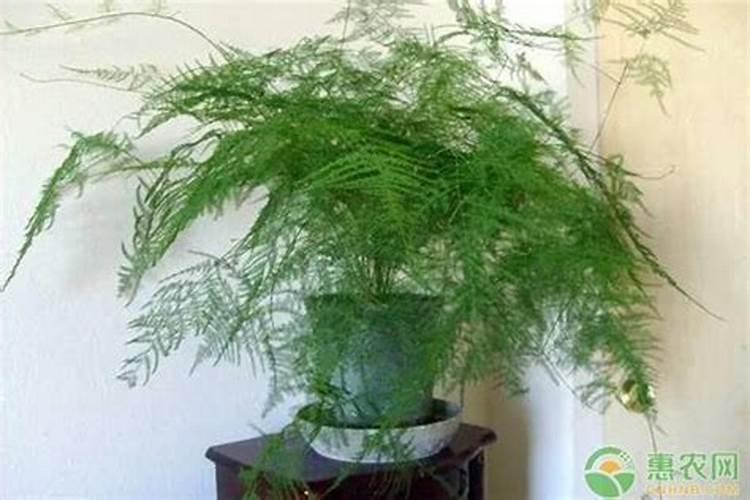 硝态氮肥有哪些