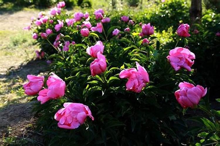 芍药花施什么肥最好